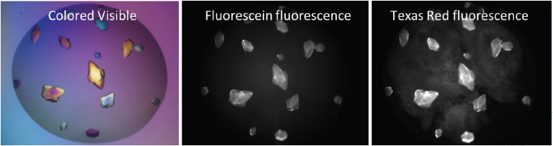 Protein Complexes Fluoresce at Two Different Wavelengths when Labeled with Two Different Dyes